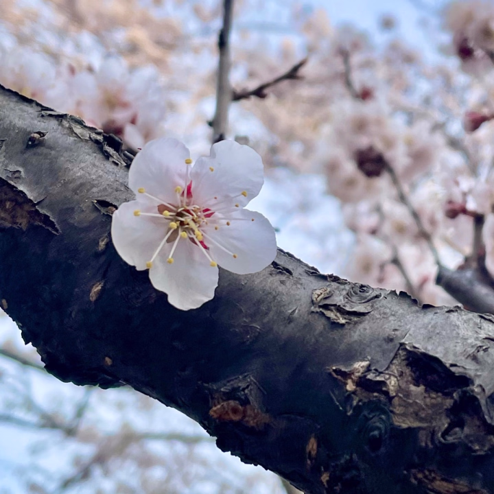 おはよ〜☀️🌱

この前ね！
桜見に行ってきたよ🌸  
ちょうど満開で
めっちゃ綺麗だったの🥺✨  

ぽかぽかでお散歩日和すぎて
幸せな気分だったなぁ( ˶'ᵕ'˶)

この桜のお花みたいに
れのんを見つけてくれて
ありがとうって思ったよ♡

今日もみんなに会えるの楽しみにして
元気に出勤してます!!

れのん‪ ꪔ̤
