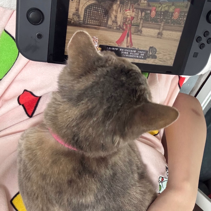 こんばんりりたん🐊
ドラクエのヒーローズやりながら、猫と戯れる時間とても悪くない🤤🤤🤤                                           
今日も一日頑張りました！！
お兄さんもお疲れ様だよ🫠
新しいシャントリめっちゃいい匂いでした！❤️💎✨️
次回出勤16日14時から23時です！
空き枠17時35分から21時45分です！🔥
16日の次はまだ未定です！😢
姫予約は、りりたんのトークに
お名前、日時、コース送ってもらえればできまする！|´-`)ﾁﾗｯ
お誘いお待ちしてます😊
一日お疲れ様！ゆっくり休んでね😴
またあした！👋