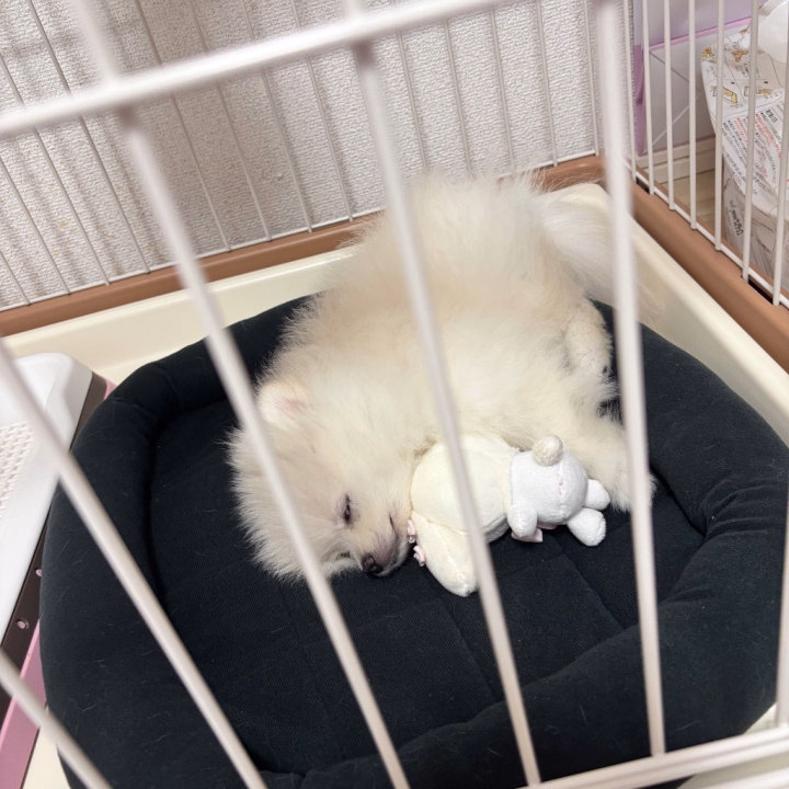 (ᐡ_  ̫ _ᐡ)𓈒𓏸︎︎︎︎

昨日新しく来たわんわんにってチップくださったかたいてとっても嬉しかったなあ

みるくちゃんも喜んでた（՞>‎⩊<՞）❤︎

みるくちゃん待ってる早く帰りたい🥲🩷