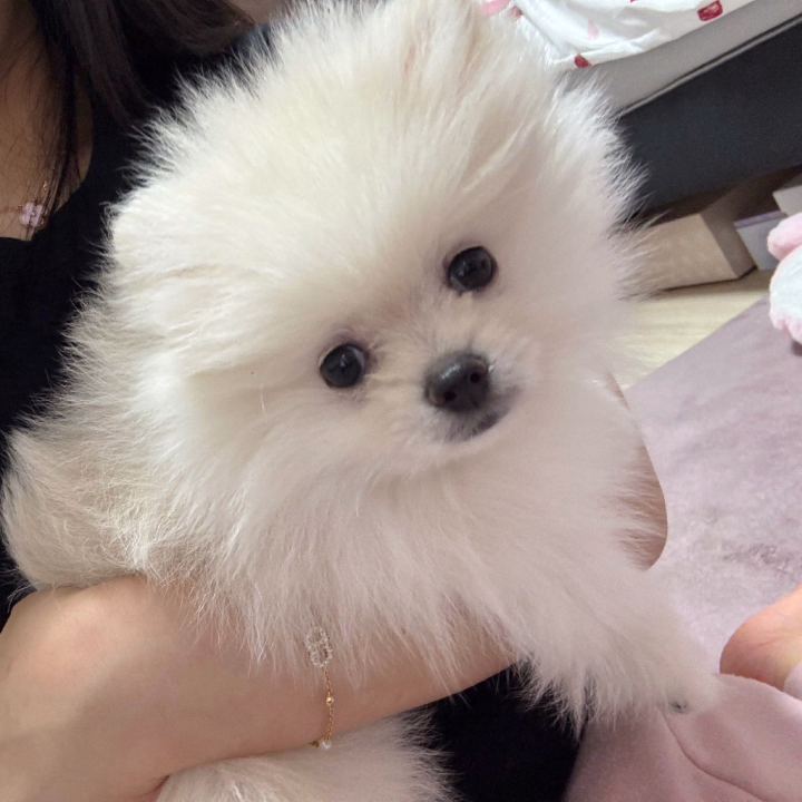 7日から久しぶりに出勤します♡

これから少しずつ出勤もだしていこうとおもうよ！早番が多いかな🥺💦

お久しぶりに逢いに来てくれる方いませんかーっ🩷😭

実はわんちゃんお迎えしたの…🐶
この子のためにがんばる！
