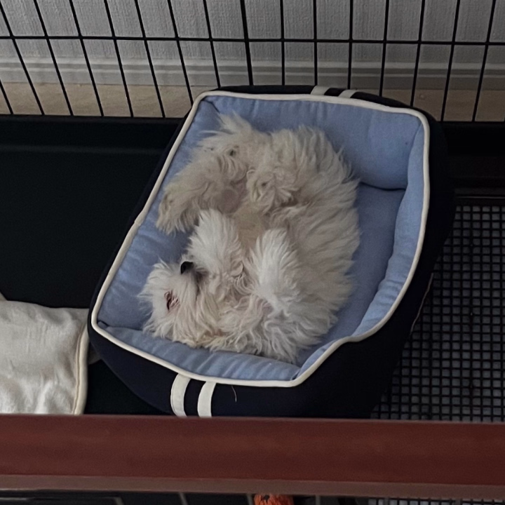 飼い主に似て寝相が悪い我が家のイッヌ🐶

ほんっと可愛いんだから😍😍😍😍😍

今日から2日と半分？
対よろです👊

最終日10時〜14時半
空きあります🈳