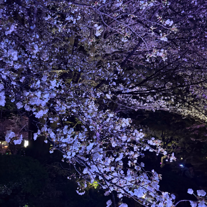 こんばんは今日は19:00~ラストまで出勤中！ちょっと、久々に出勤かも、、、？

この間、お友達とお花見行ってきたからその写真！昼間の桜よりもライトアップされた夜桜の方が素敵𝜗𝜚.˚⋆