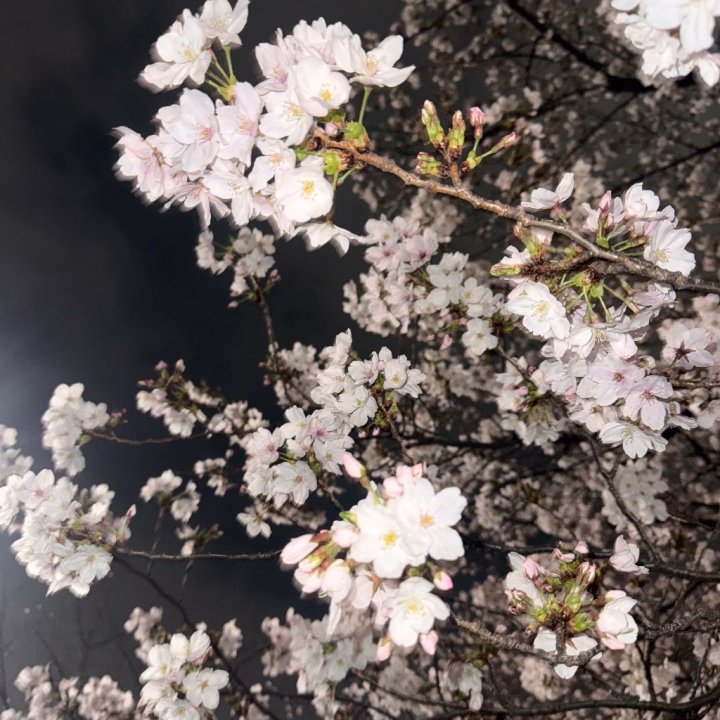 こんばんは！りこあです！

友達と先日夜桜見に行って綺麗だったから
みなさんにもおっそわけ~🌸🌸

最近天気悪いこと多いけど
体調崩してないですか？？

私はほぼ毎日大好きないちご食べて
生活してます笑笑

あとカップに入ってるグレープフルーツも
ビタミンいっぱいでハマってます🍊

果物沢山食べて雨にも負けないように
元気に過ごそうね💪


明日16:00~ラストで出勤しますー🍀*゜

19:00~21:00の枠は埋まりました😊
ご指名ありがとう🌈

他の枠空いてるので
会いに来てくれたら嬉しいです！

待ってるよ🦖