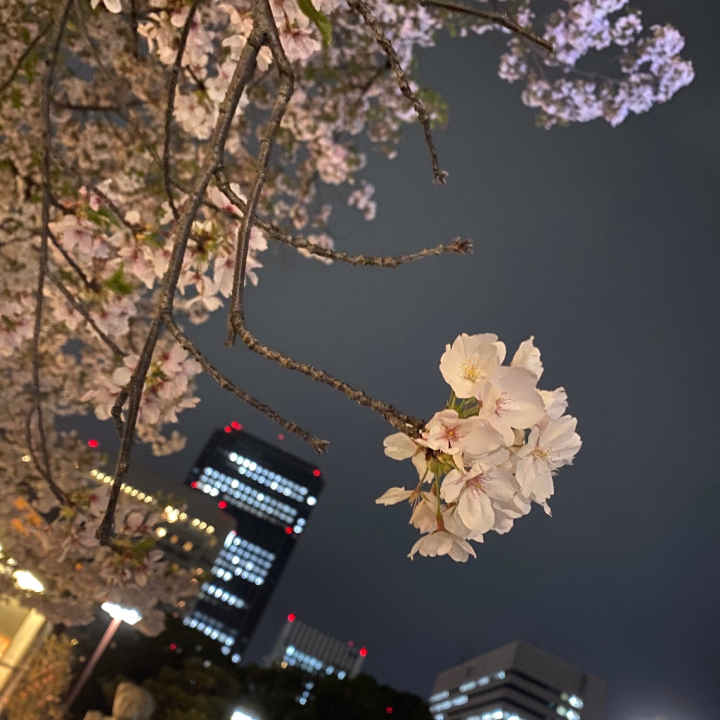 夜にライトアップされた桜が1番すき🌸