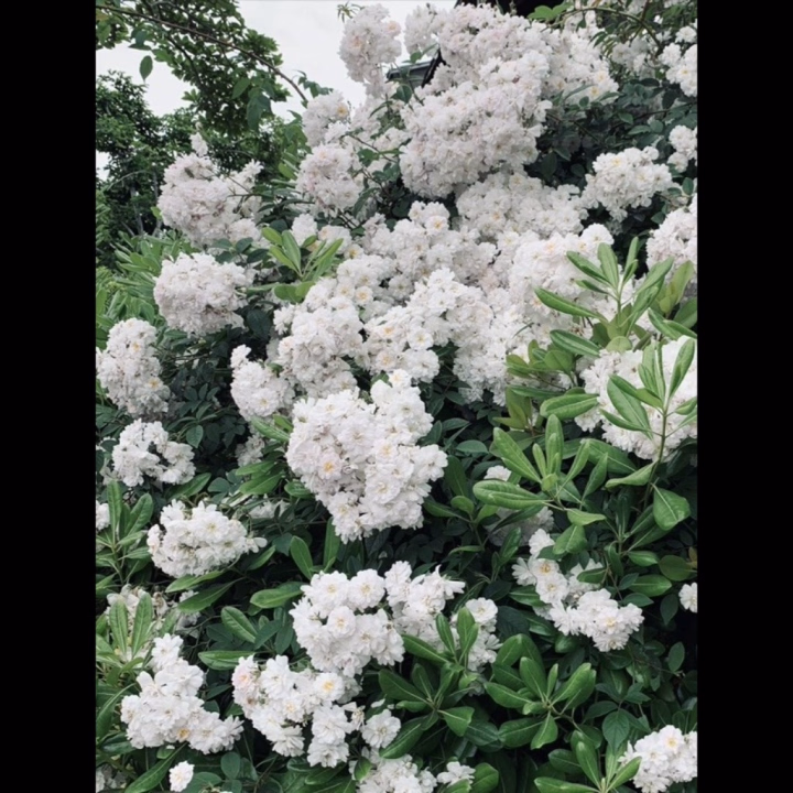 おはようございます☀️
えみです^^🎀

今日は11時半から17時半までいます✨️
お待ちしてます💖❕