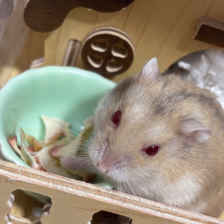 ラスト枠空きあります！
土曜の夜は遊ばないと！🐹

あ、写真の子はうちの子♡
可愛いおデブちゃん！

お腹出てるのって可愛いよね！
ハムスターも人間も🐹