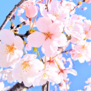 ののか
