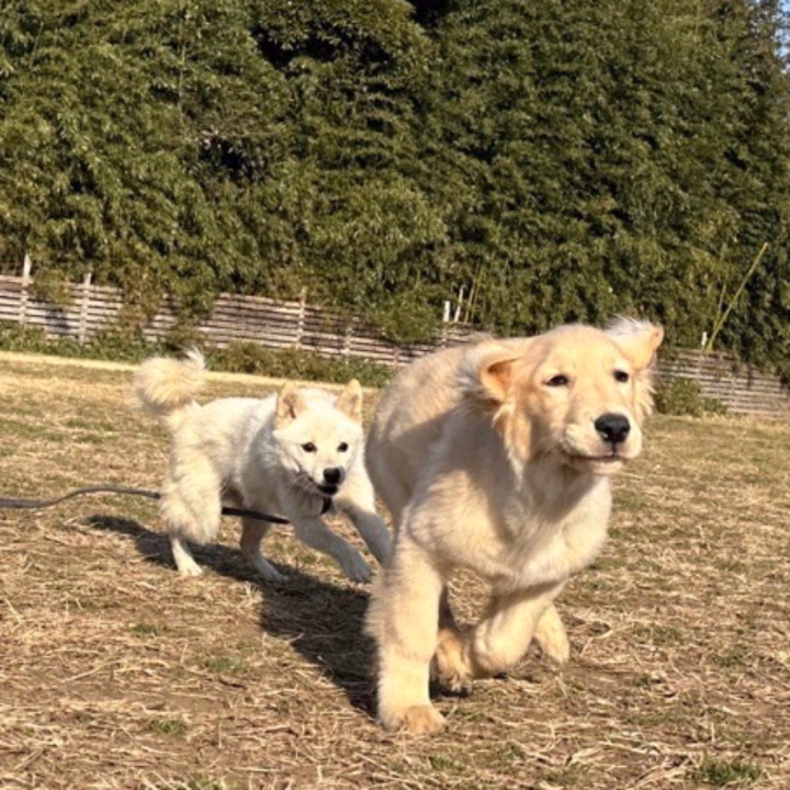 ただいま休憩中〜😌
この後のお誘いも待ってます🫶


訓練所で頑張ってる愛犬の写真が送られてきた🐶︎💕︎

お友達と仲良くしてるみたいで嬉しい😍