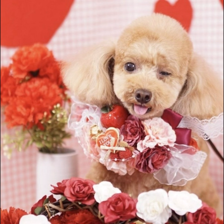 こんばんは　もにかです

今年のバレンタイン頭に意識はあったんですが、誰にもあげませんでした！なんとも冷酷な女です😇
逆バレンタイン頂いて、今年はなんだか心が痛いバレンタインでしたね笑

今日も寒いので皆さん暖かくして寝てくださいねー！💤

もにか