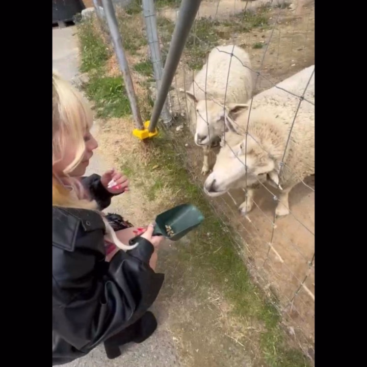 めえ꒰⌯͒•·̫•⌯͒꒱


もふもふだいすきっ🐑