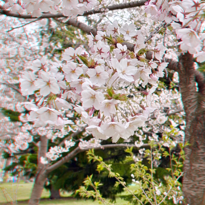 桜〜🌸✨
ぼっちだけどしっかり木の下にレジャーシートを敷いてお花見してきました。🌸

後ろで楽しそうに写真撮影などをしている声が聞こえてきて、鬼ほど恥ずかしかったです。あと私多分めちゃくちゃ邪魔だったかもしれないな…と。👼🏻😇