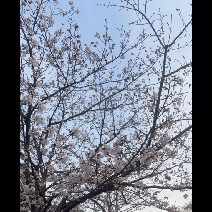 おはようございます

桜が咲いてきて春感じてます🌸

今週の金曜日、とってもお久しぶりの出勤です🥹
お会いできるのをとても楽しみにしてます

【3/27 7時から22時半】
お待ちしてます❣️