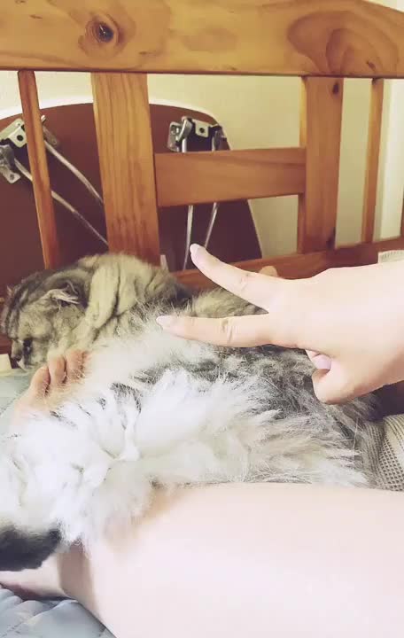 今日の朝、
ベットの上でまったり猫様とまったり💕

まだ眠くて、猫様の足の間に
足を挟まれてて気持ちよかったぁ☺️🩷

あったかくて、ふわふわで
まるで湯たんぽみたい💕

そのままついついあまりの可愛さに
動画に収めさせていただいて
しまいました😉

すっごい不機嫌そうな顔も
愛おしい🥰💕

こういう、何気ない日常も
自分にとっては最高の癒しの時間⏰

今日も寝る前にいっぱい
構ってもらお🤫🩷

お兄様にも、猫様に負けないくらい構ってほしい☺️💓