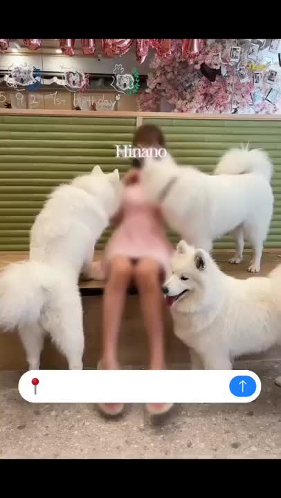 サモエドカフェに行ってきました🐩💞
　
たくさんのサモエドちゃんに
囲まれて
キョロキョロしちゃうひなのです\(//∇//)\💞