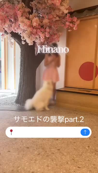 サモエドちゃんの襲来\(//∇//)\💞
　
モッフモフな世界🫶