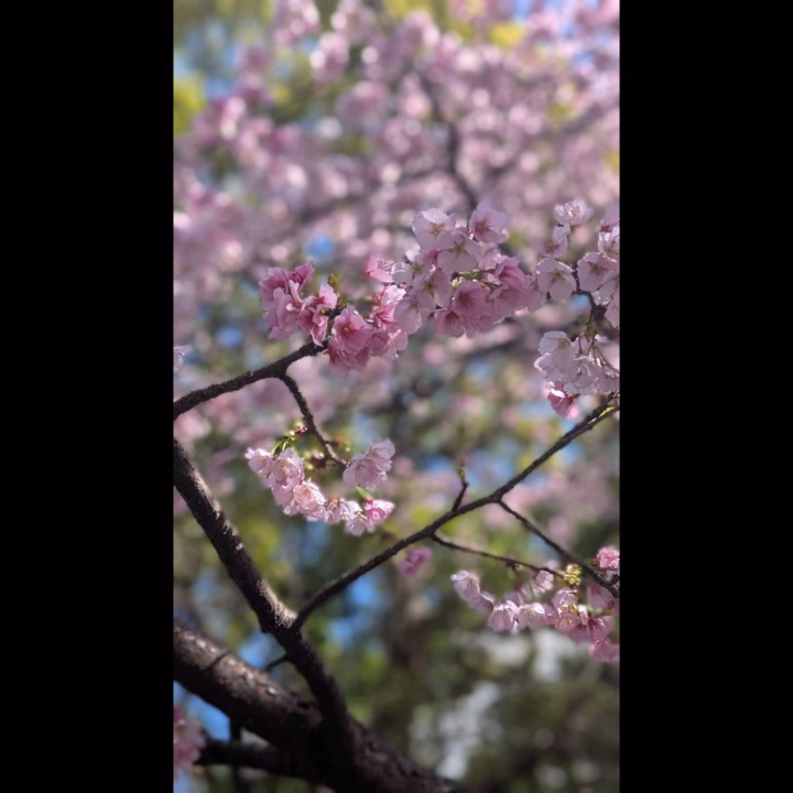 おはよう☀️

本日10時～15時半までいます❣️

この前上野に行ったらサクラが綺麗だった🌸✨️

春だね～😆❣️