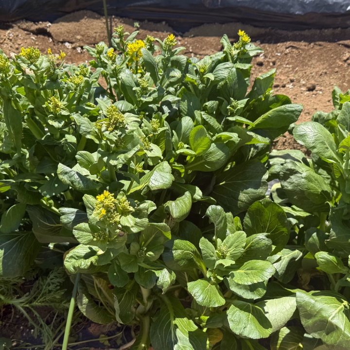 田舎の畑作業から帰って来ました🏠👩‍🌾

お部屋で寝ようとしたら
なんかぴょんぴよんしてるなと思ったら
カエルでびっくりしました！笑

4/30(木)17:45-23:30出勤します🛁

お待ちしてます💕