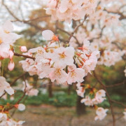さくら