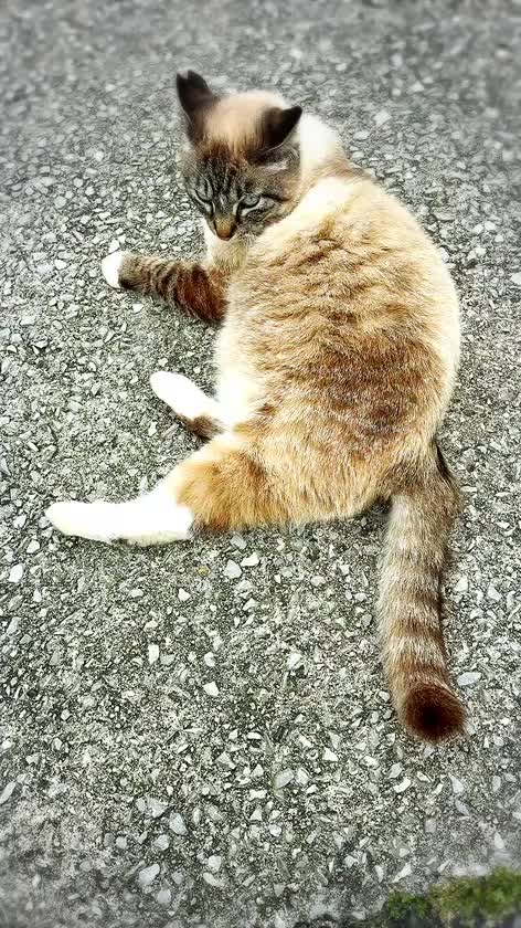 今日の休憩中、お散歩してたら
やばい美人さん💖と出会ったから共有させて〜ฅ^•ω•^ฅ💕

桜みみちゃん🐱🌸首輪も無かったから地域猫ちゃんかな？

尻尾ぴーん❣️で挨拶してくれた人懐っこい鳴き声も可愛い子ちゃん💗🥺💗

まったりリラックスでお出迎えしてくれたかと思ったら、可愛い声で にゃーん💓て近づいて来るもんだから♡うい♡発狂😂💞

うい♡が騒いでるけど
音声ありにしたから可愛い子ちゃんの声も聞いてみてね😘