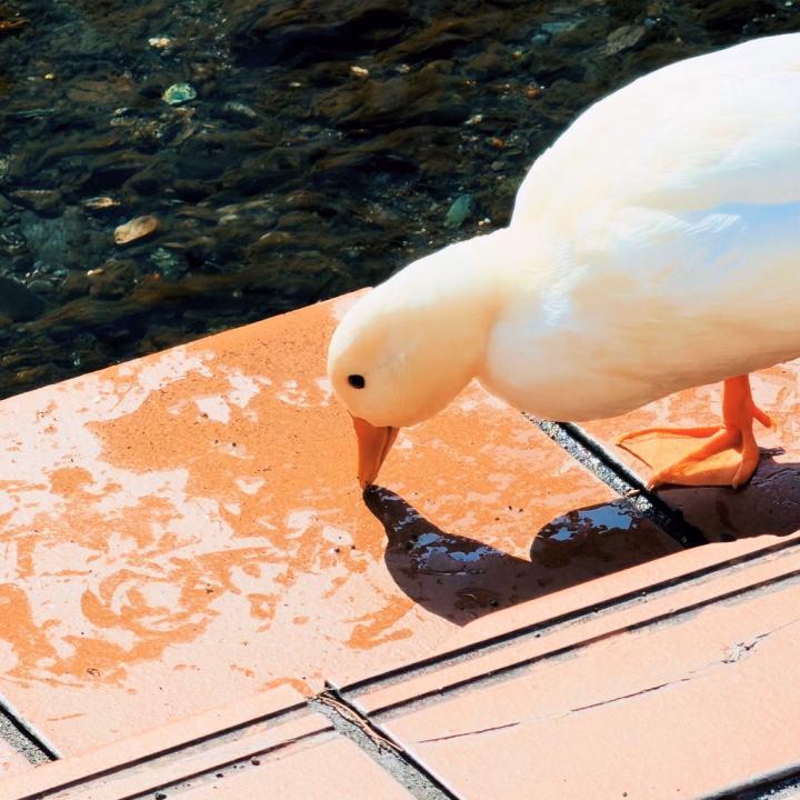 アヒル居たわwww

春は鳥も花も活発になるからよいですな😙🌸