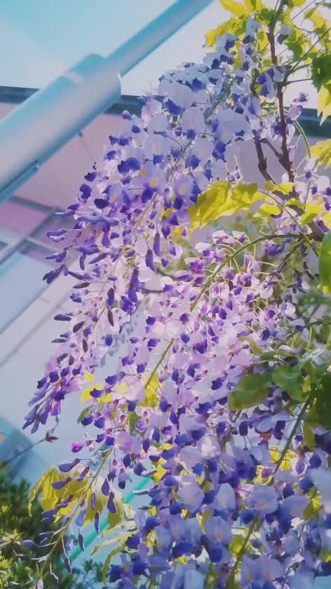 フジの花