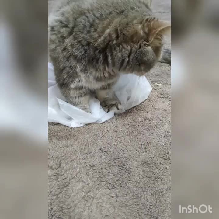 日本代表⚽勝った✨　　のに、朝から呑気にフミフミ🐾