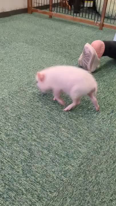 誰かに乗りたくて彷徨うブタ🐷ちゃん💖💖　　