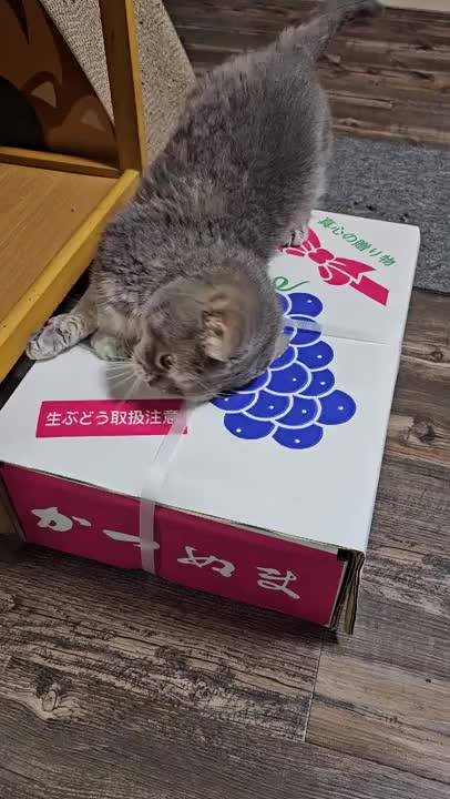 シャインマスカット⭐届いたのに開けれないw