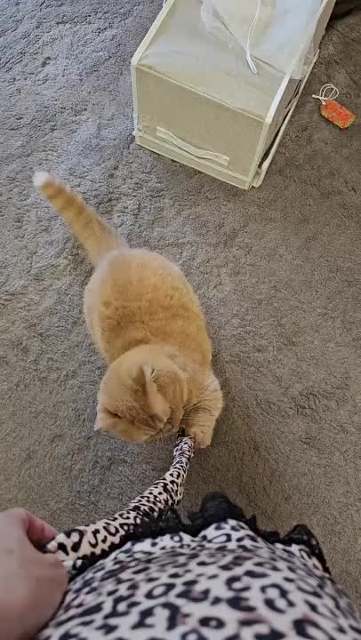 猫母😻　にゃん太⭐を釣る(笑)