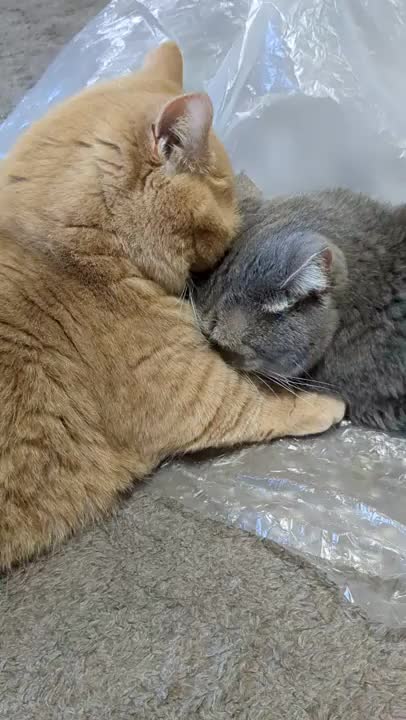 寒い日はくっついてるに限るニャン💖💖　　