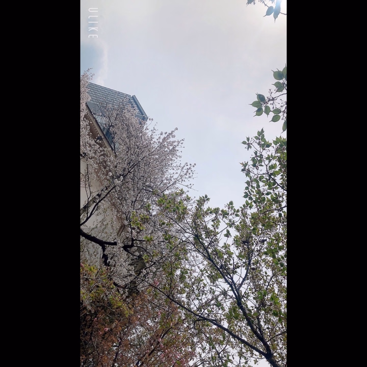 4／10よろしくお願いします
桜が舞っていて葉桜になるけど舞ってる時期美しくて好き