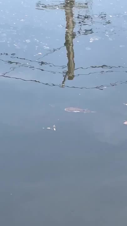 見つけたの〜！って言わせてください、たまにはこういうのも👀🐟