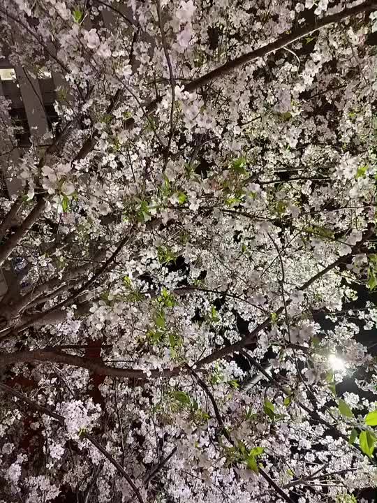 夜桜きれい🌸✨

立ち止まっている人たくさん🥰🌸

あいりも立ち止まっちゃいます♥️✨
