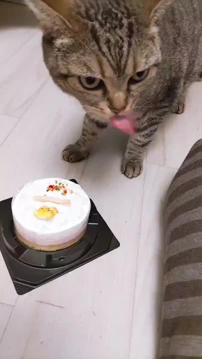 今日は柚花(ΦωΦ)の誕生日！猫ケーキ食べてくれた！可愛すぎて私がスゴいキモい声掛けしてるので音声は割愛させていただきます（汗）