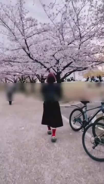お花見の時にお散歩したよ。