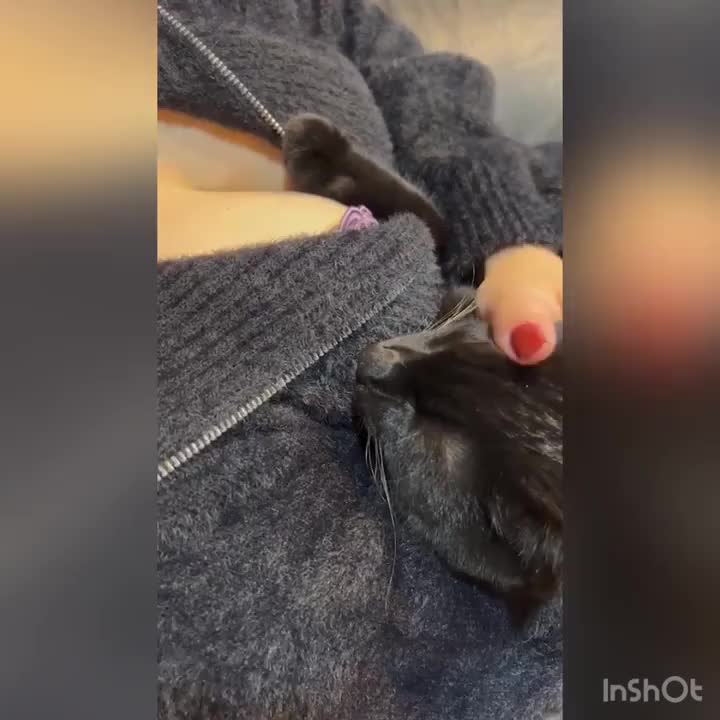猫とエロ