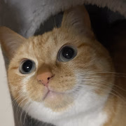 今宮あかり