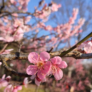 木内せいな