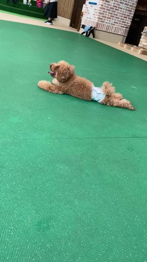 昨日はお休みでプードルくんと室内ドッグラン行ってきました😊

夏場は昼間散歩できなくなるから本当室内ドッグランは助かるよね🥰
プードルくんの最近習得した技。
『ゴロンゴロン』
ゴロンって言うと転がるようになった🤭🤭


最近雨ばっかり嫌だね、、
ジメジメも。

今日からまた元気に出勤します😊
14時〜ラストまで⭐️
女の子多めなので予約してくれたら嬉しいです^_^