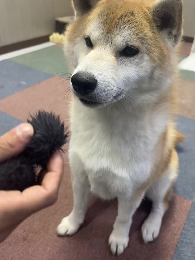 おはようございます
はんなです🦊🩷

米子ありがとうございましたー！
久しぶりだったけど仲良さんが
来てくれて本当に嬉しかった💓
会えなかったお兄さんもいたけど
ちょっと寂しいけど
また次回の楽しみにしてます🥹✌🏻
でも次いつ米子に来れるか
分からないけど忘れないでね( ʘ̥ ʘ̥ )

部長にも会えてよかったーー！
スタッフYさんと遊んでるの
可愛かったーっ🤢❤️‍🔥

じゃあ！また！！ありがと！
