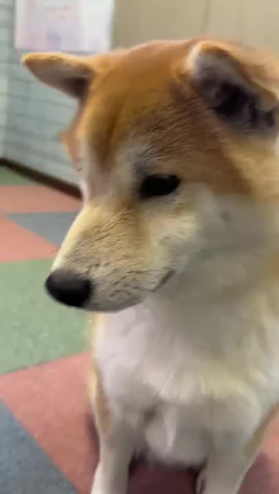 今日の部長🐶🐾

おめめきゅるるん

音声消してるのには
理由があります🤫