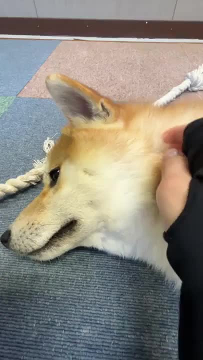 今日の部長🐶🐾

『もっと撫でろだわん！』

眠たそうなあらし部長