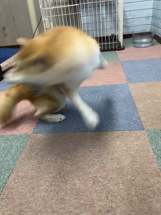 今日の部長🐶🐾

荒ぶりタイム