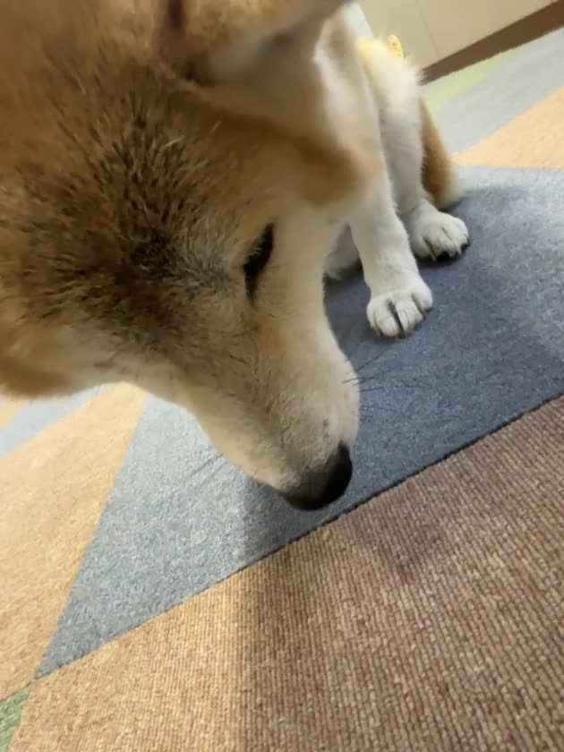 今日の部長🐶🐾

オヤツタイム

この後、悲劇が…