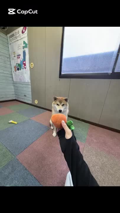 今日の部長🐶🐾

秘技　空中キャッチ