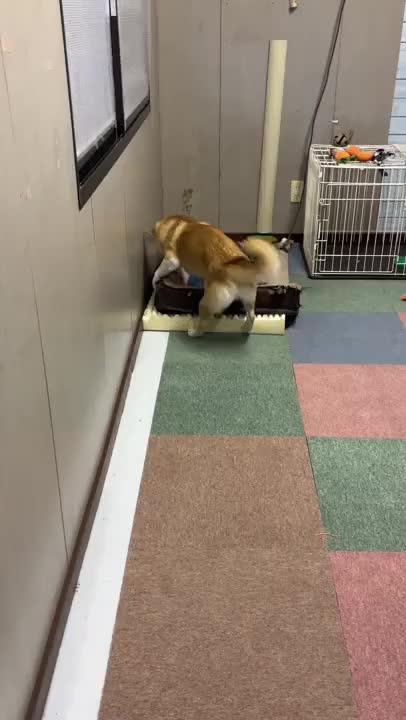 今日の部長🐶🐾

あ…ごめんなさい
お邪魔しました…