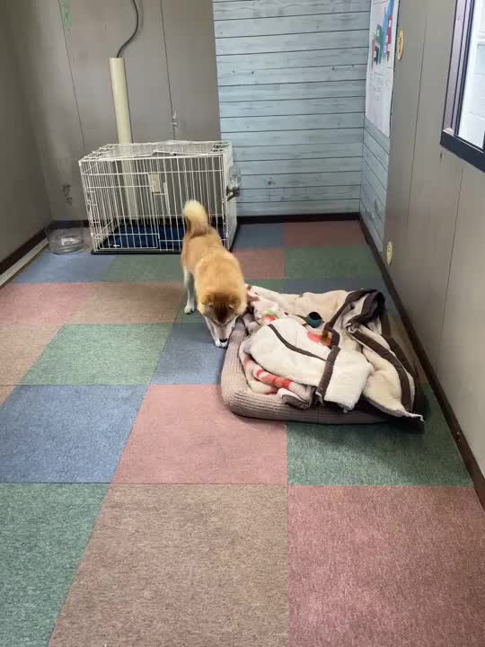 今日の部長🐶🐾


あ…