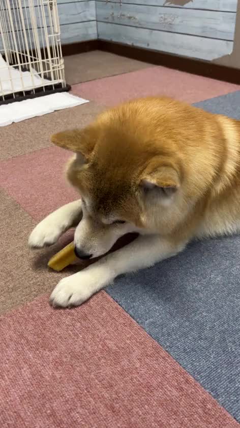 今日の部長🐶🐾

チーズに夢中だわん