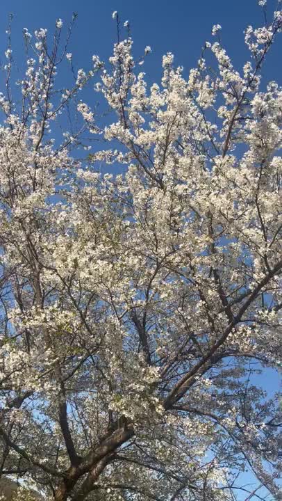 桜と青空( *´꒳`*)◞♡