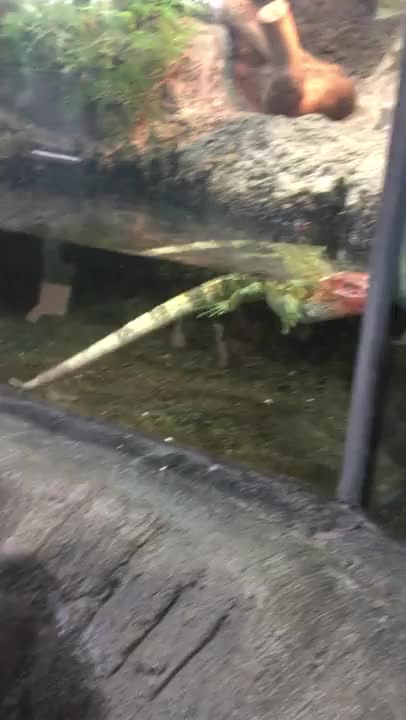 私も泳ぎたーい